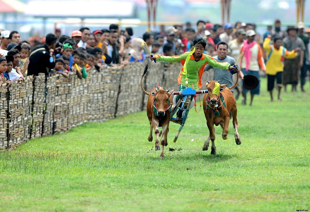 The Art of Bull Skating