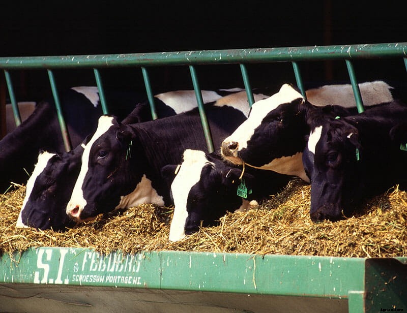 6 Ways to Fight the Menace of Cow Burps