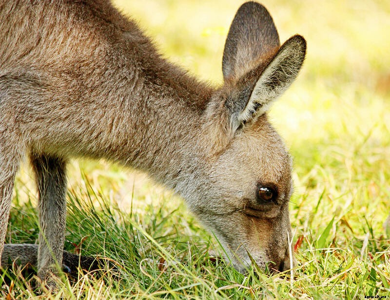 6 Ways to Fight the Menace of Cow Burps