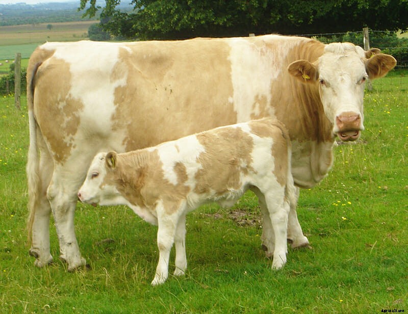 6 Ways to Fight the Menace of Cow Burps