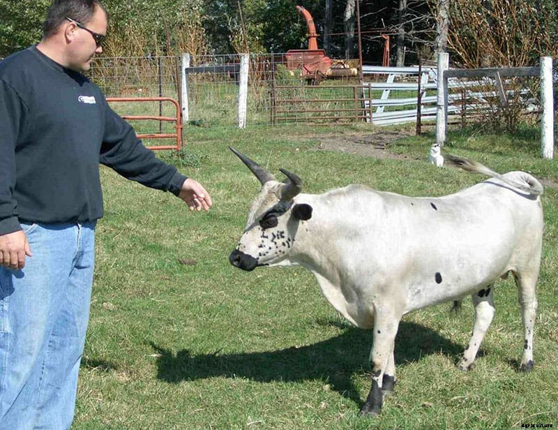 6 Ways to Fight the Menace of Cow Burps