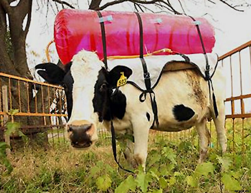 6 Ways to Fight the Menace of Cow Burps