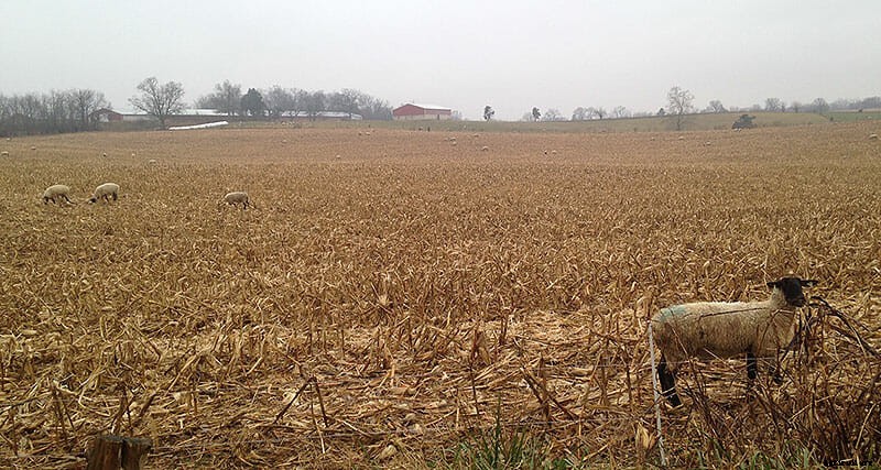 Farm Confessional: I’m a Family Farmer (But Some People Call Me a Factory Farmer)