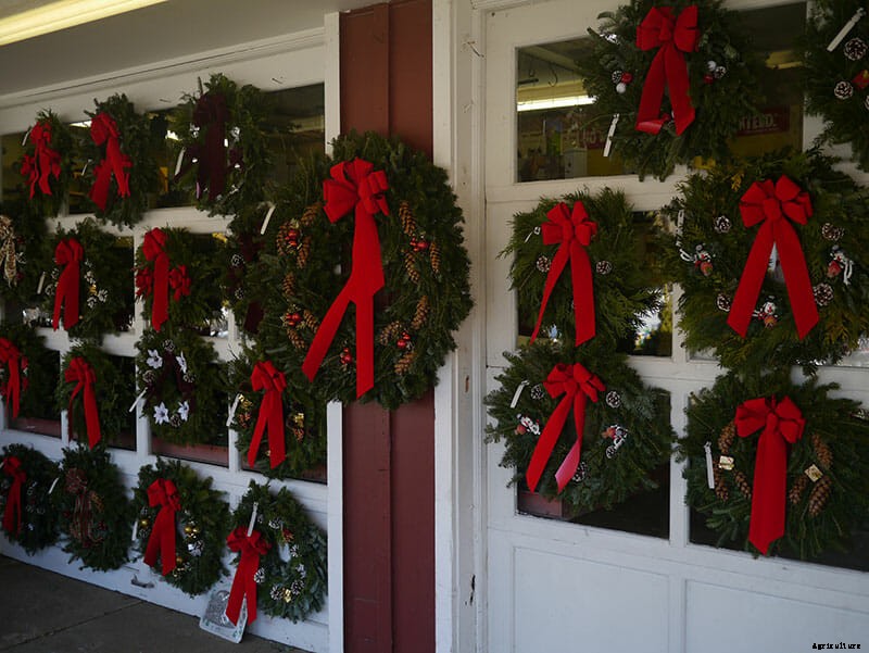 Inside the World of Christmas Tree Farming