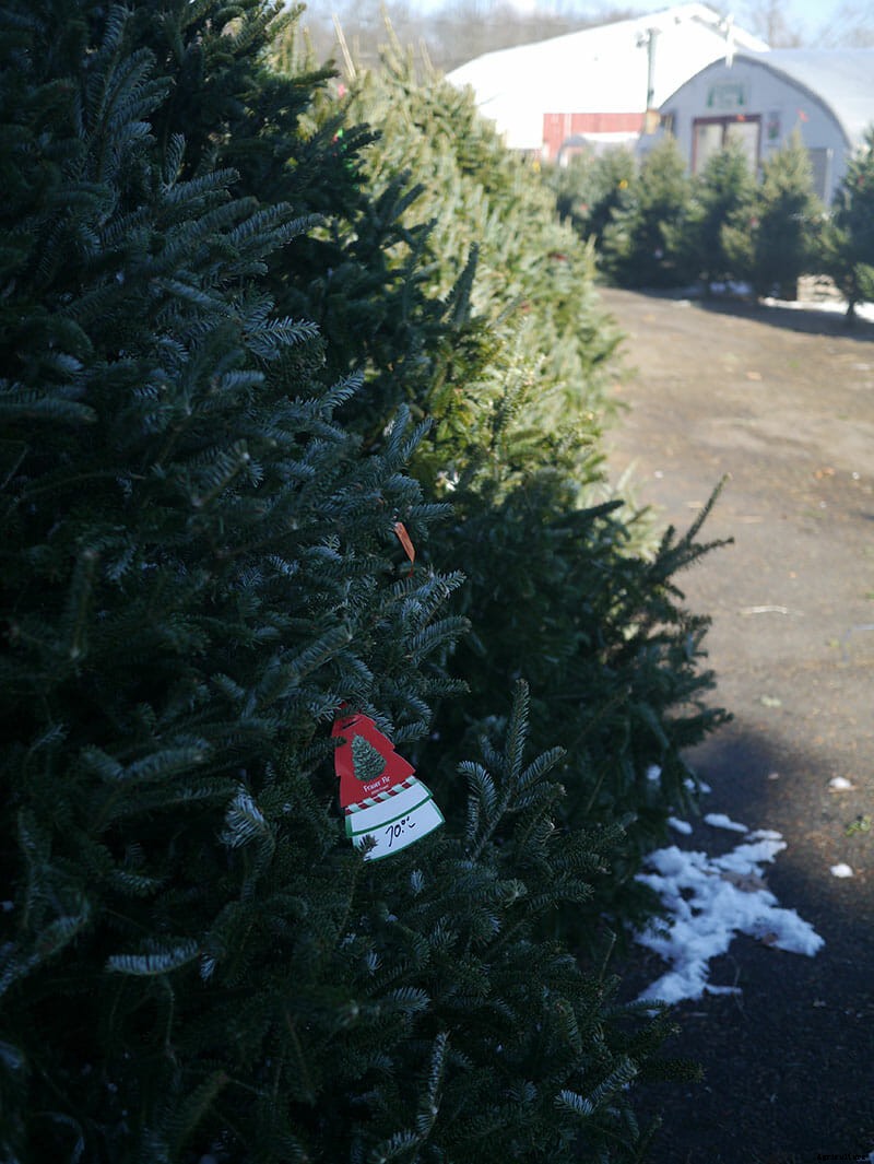 Inside the World of Christmas Tree Farming