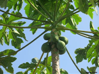 Papaya in the Crosshairs: A Heated Island Battle Over GMOs