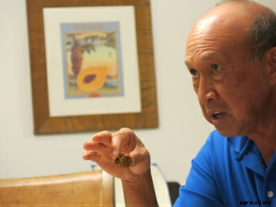 Papaya in the Crosshairs: A Heated Island Battle Over GMOs