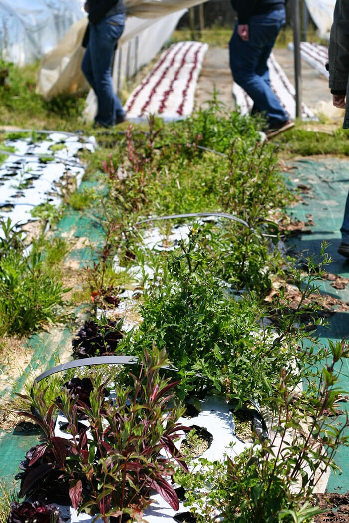 Meet The Spanish Peas That Sell for $350 Per Pound