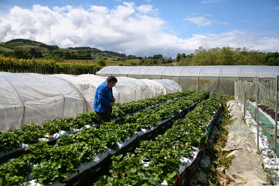 Meet The Spanish Peas That Sell for $350 Per Pound