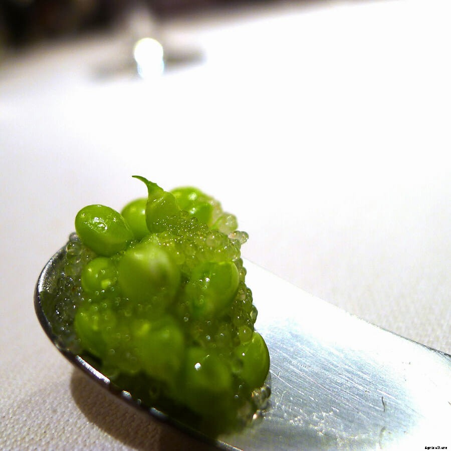 Meet The Spanish Peas That Sell for $350 Per Pound