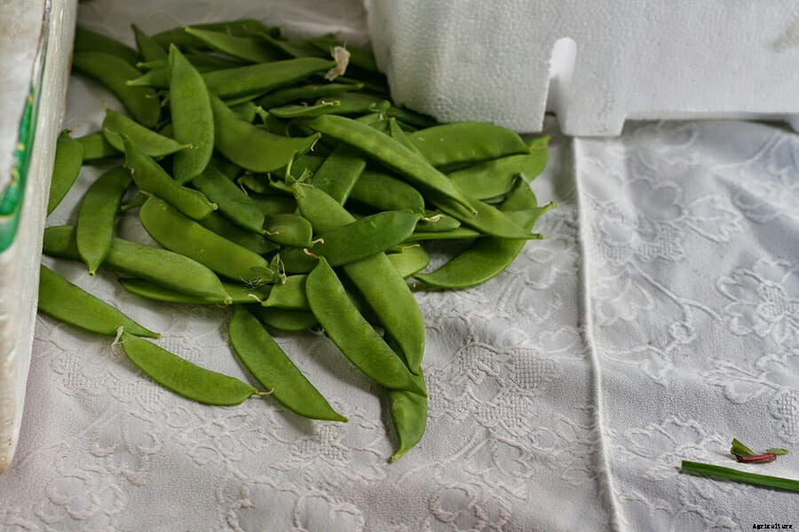 Meet The Spanish Peas That Sell for $350 Per Pound
