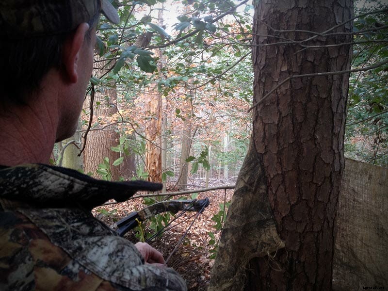 Adventures in Suburban Bow Hunting