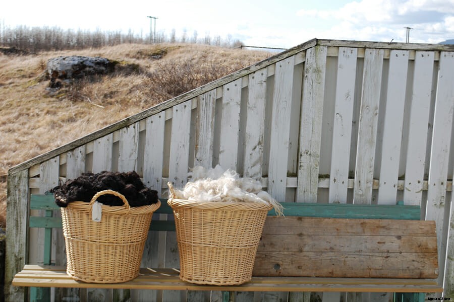 Why Farmers and Knitters Are Fixated on Icelandic Sheep