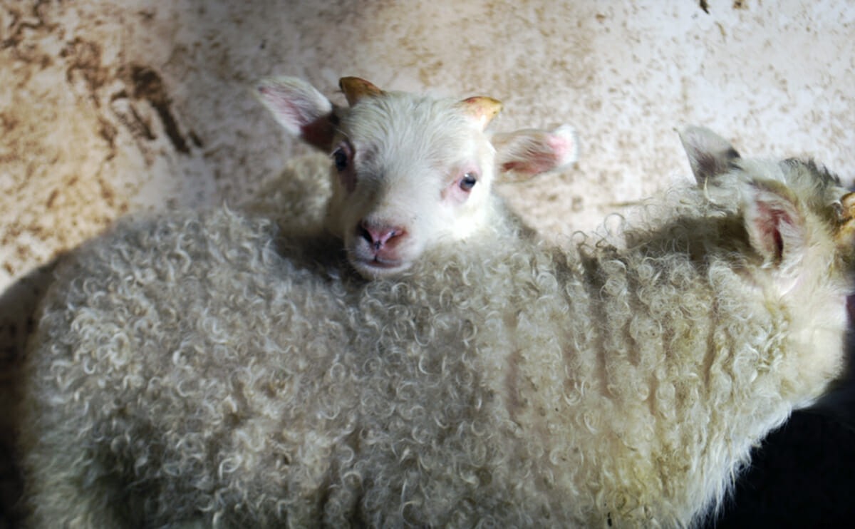 Why Farmers and Knitters Are Fixated on Icelandic Sheep