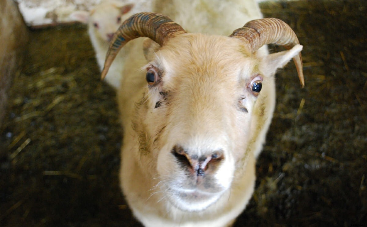 Why Farmers and Knitters Are Fixated on Icelandic Sheep