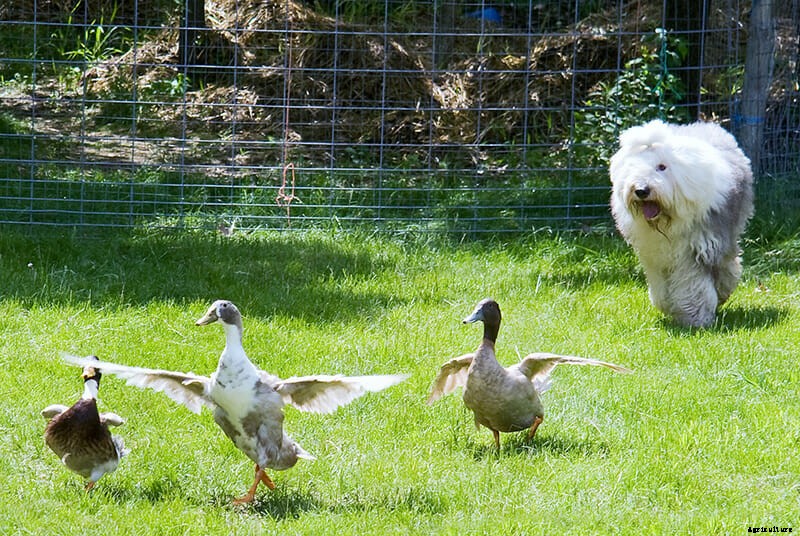 A Farmer’s Best Friend: The Old English Sheepdog