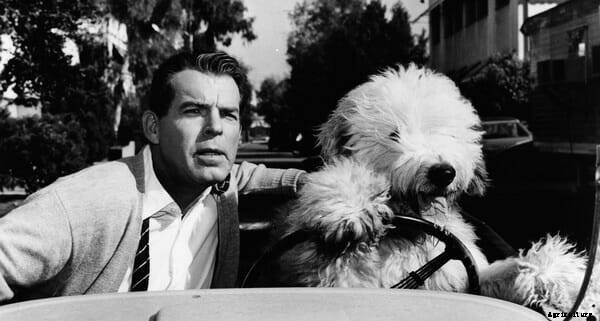 A Farmer’s Best Friend: The Old English Sheepdog