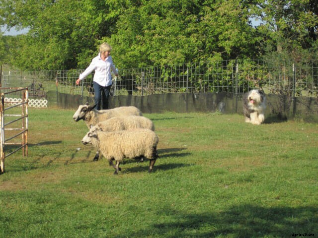 A Farmer’s Best Friend: The Old English Sheepdog