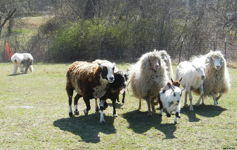 A Farmer’s Best Friend: The Old English Sheepdog