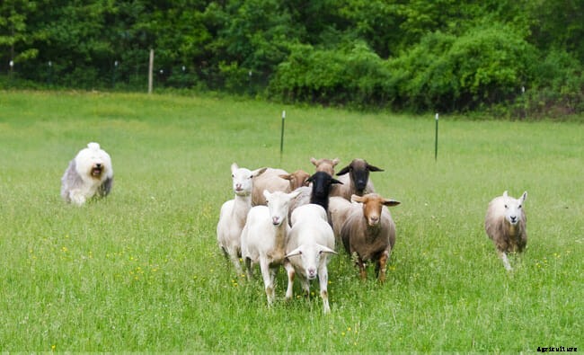 A Farmer’s Best Friend: The Old English Sheepdog