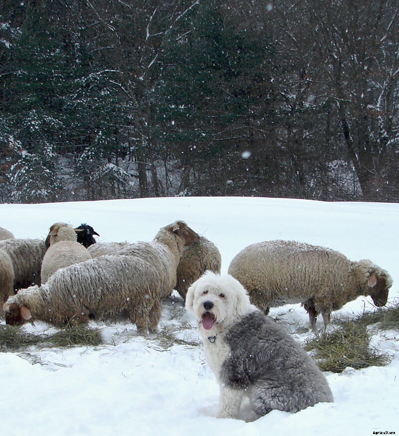 A Farmer’s Best Friend: The Old English Sheepdog