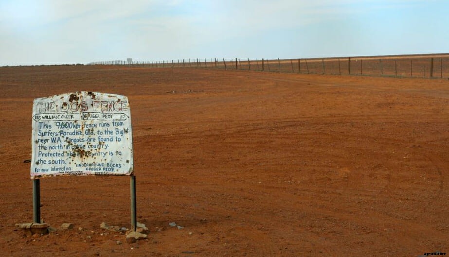 Are Dingoes Devouring Australia’s Sheep Industry?