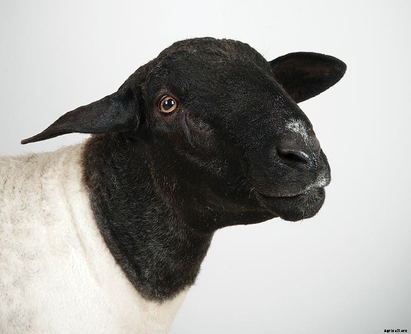 Which Sheep: Find the Sheep of Your Dreams