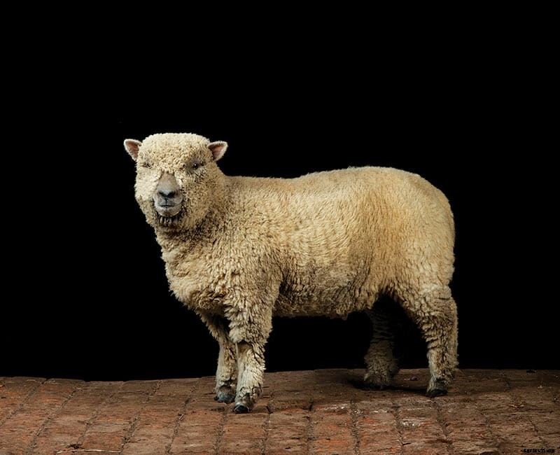 Which Sheep: Find the Sheep of Your Dreams