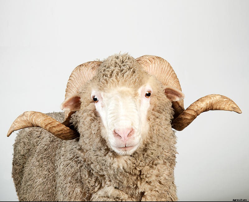 Which Sheep: Find the Sheep of Your Dreams