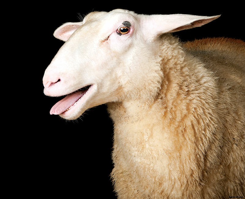 Which Sheep: Find the Sheep of Your Dreams