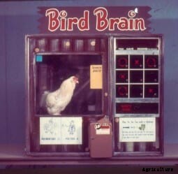 If You Can Train a Chicken, You Can Train Anything