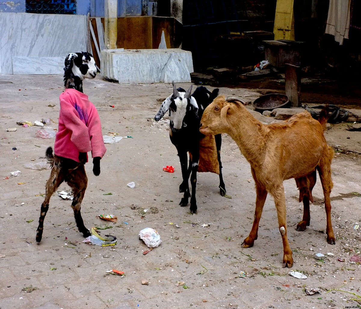 Photo Essay: Goats in Sweaters