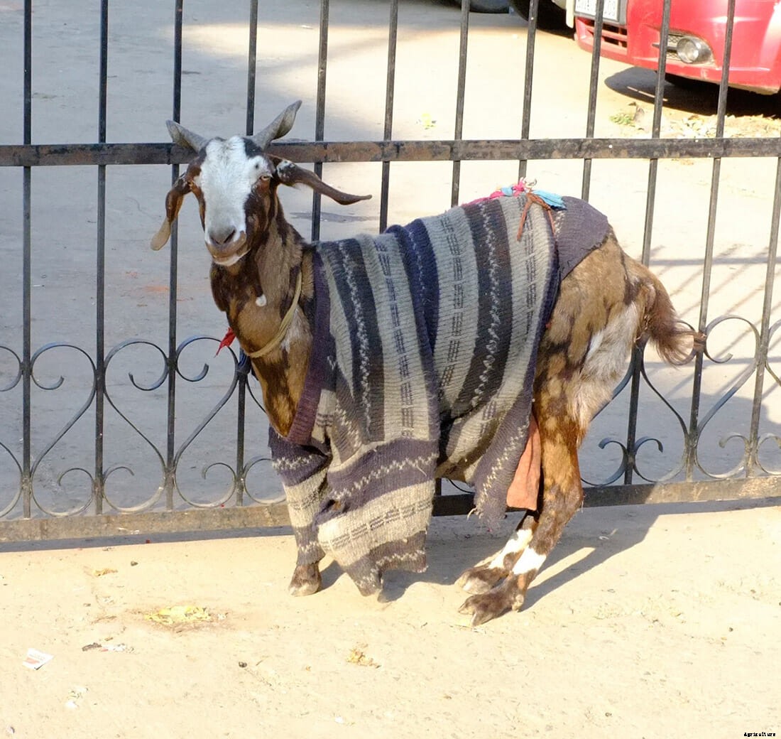 Photo Essay: Goats in Sweaters