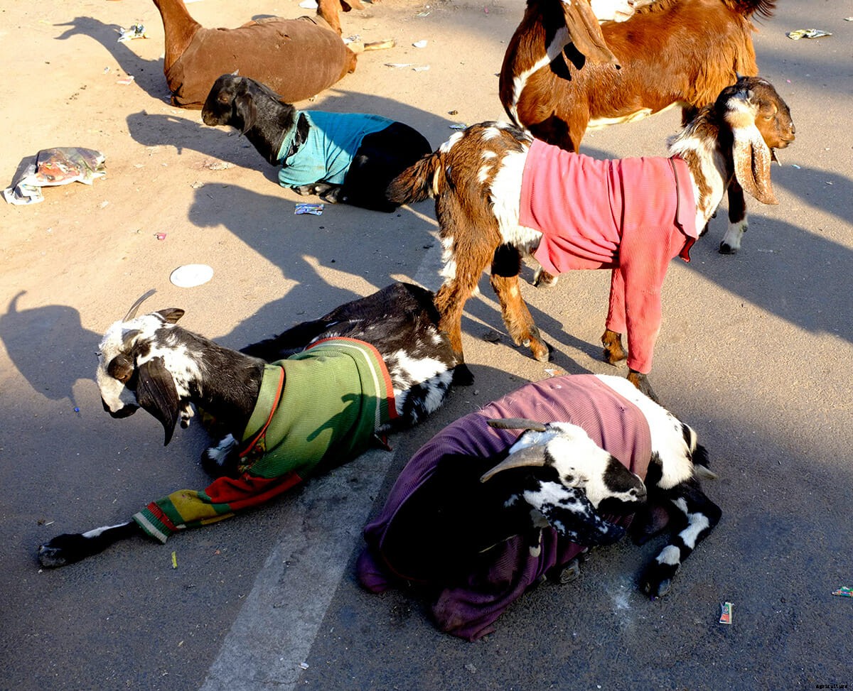 Photo Essay: Goats in Sweaters