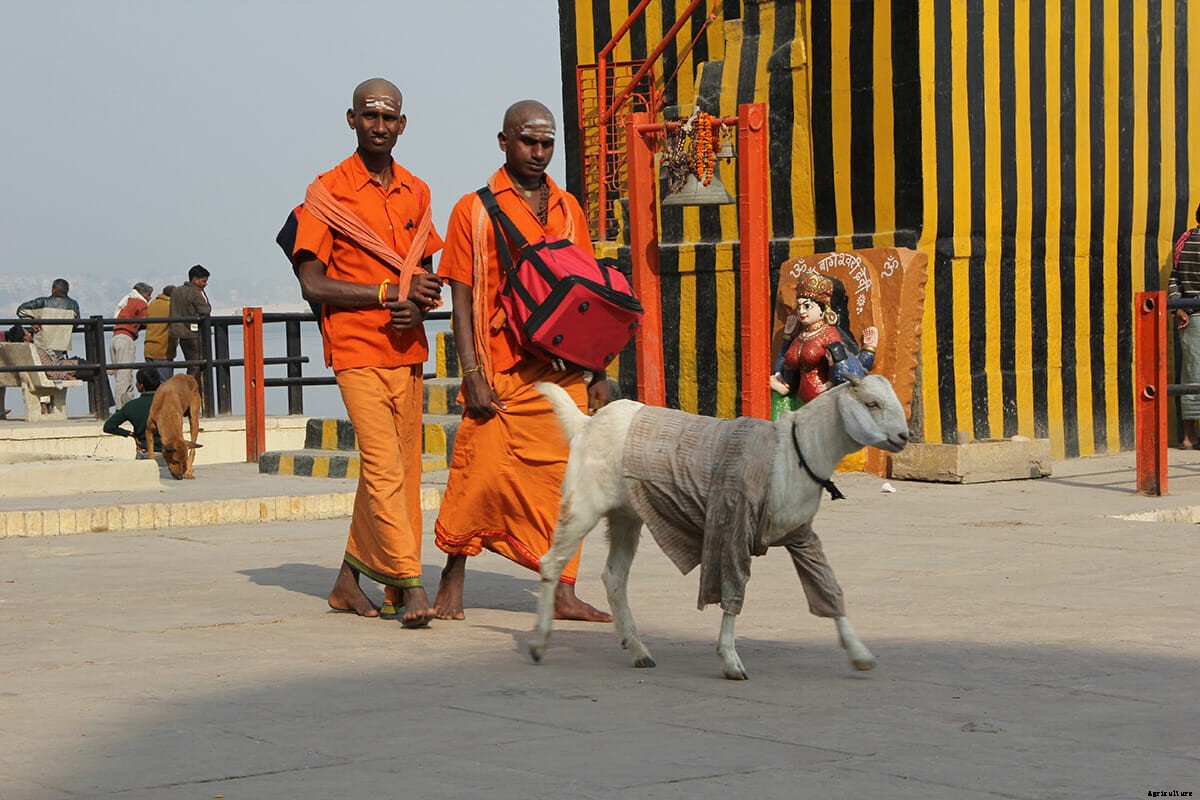 Photo Essay: Goats in Sweaters