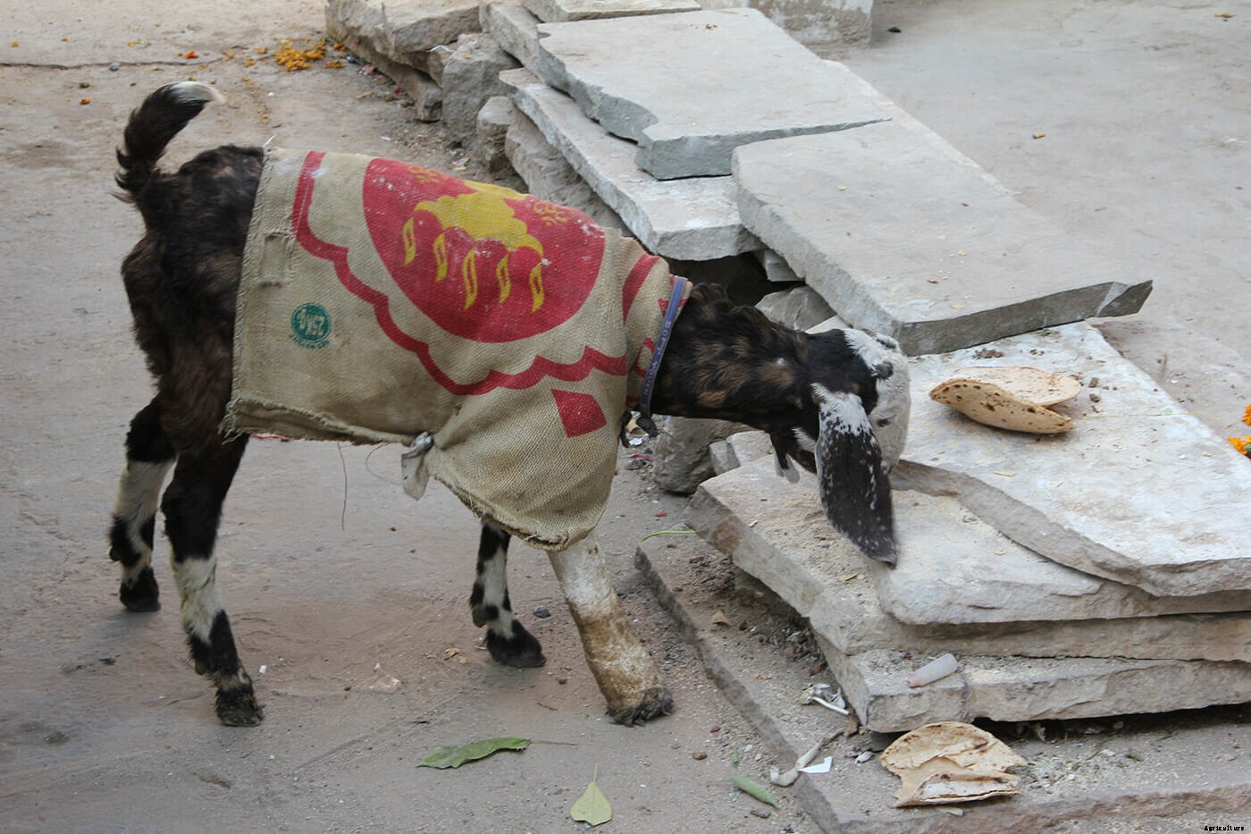 Photo Essay: Goats in Sweaters
