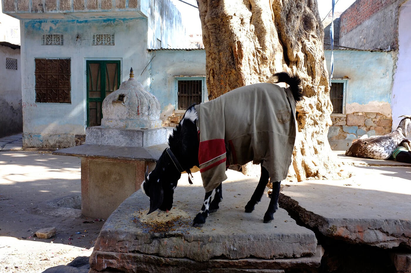 Photo Essay: Goats in Sweaters