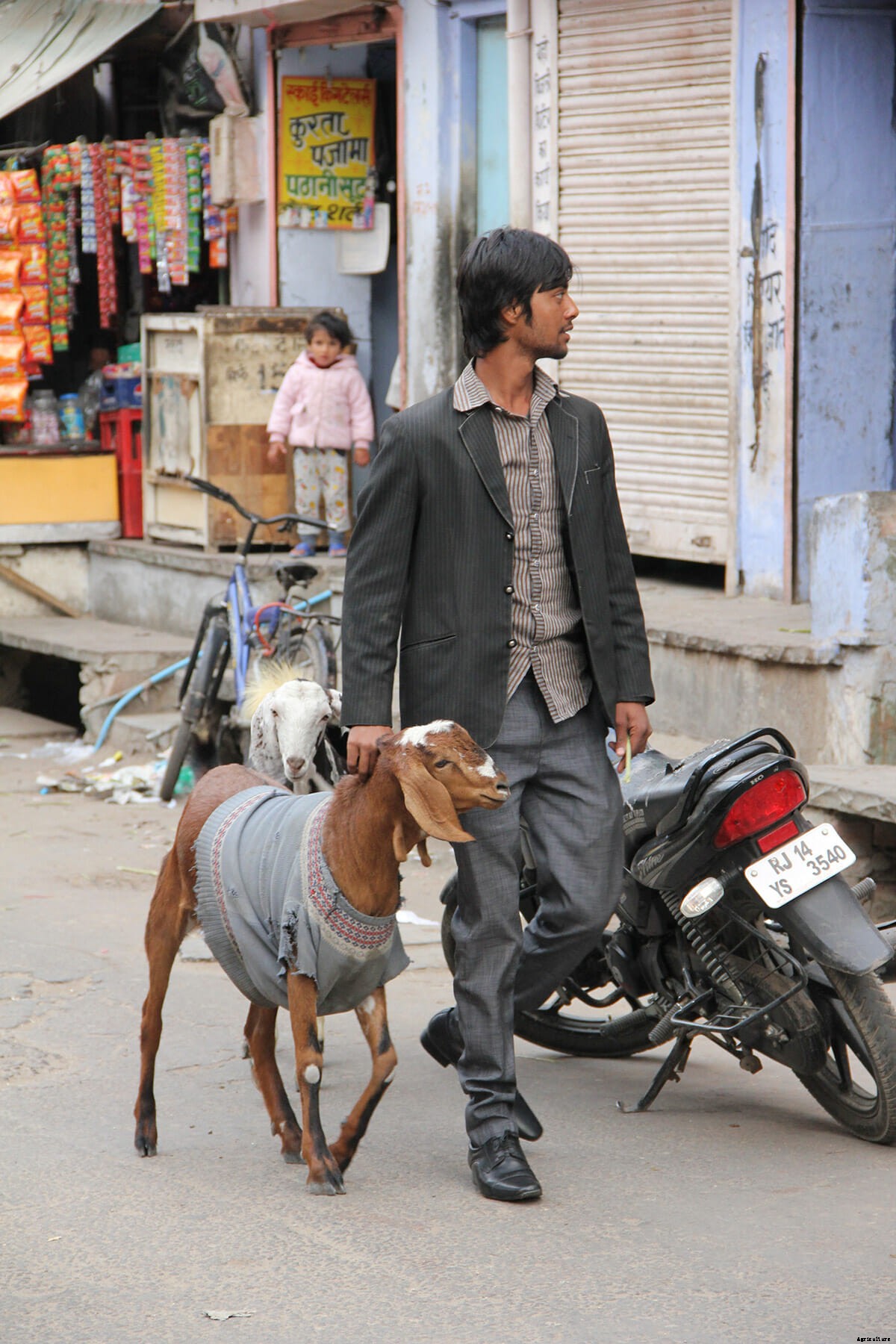 Photo Essay: Goats in Sweaters