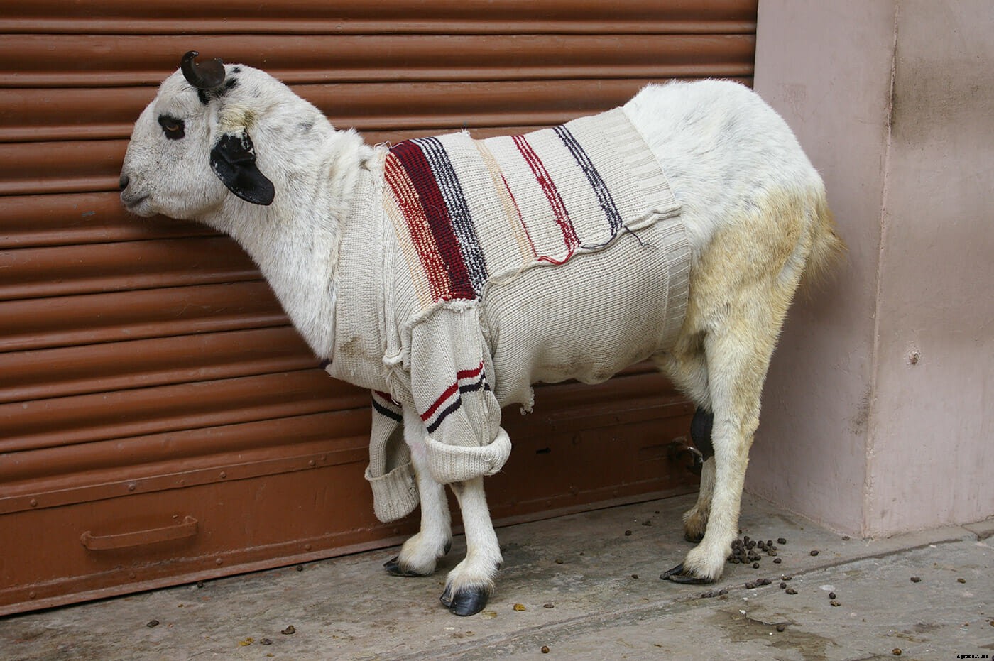 Photo Essay: Goats in Sweaters