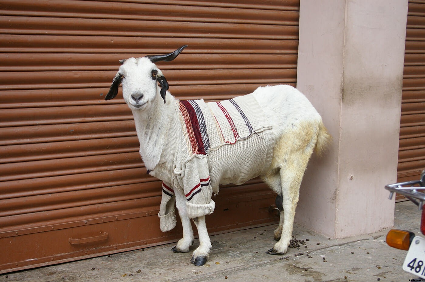 Photo Essay: Goats in Sweaters