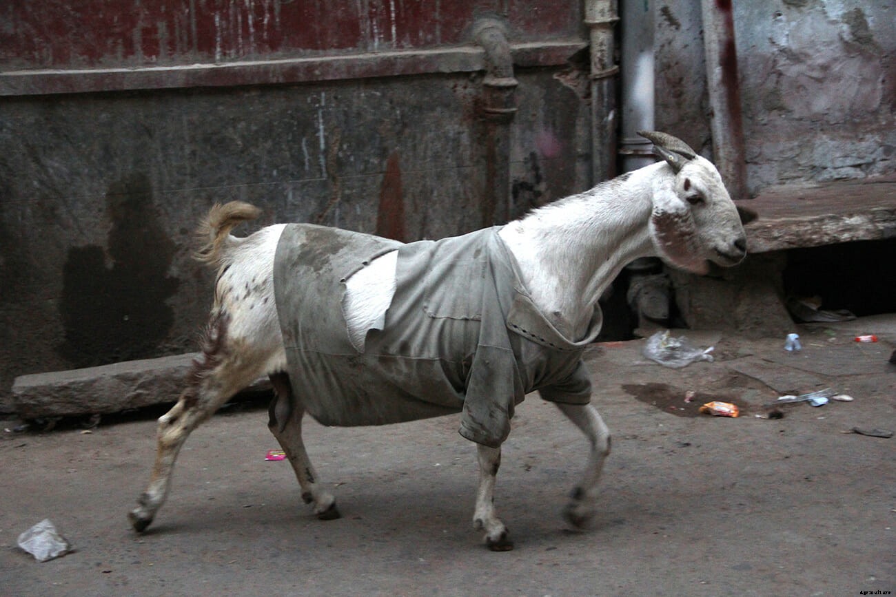 Photo Essay: Goats in Sweaters