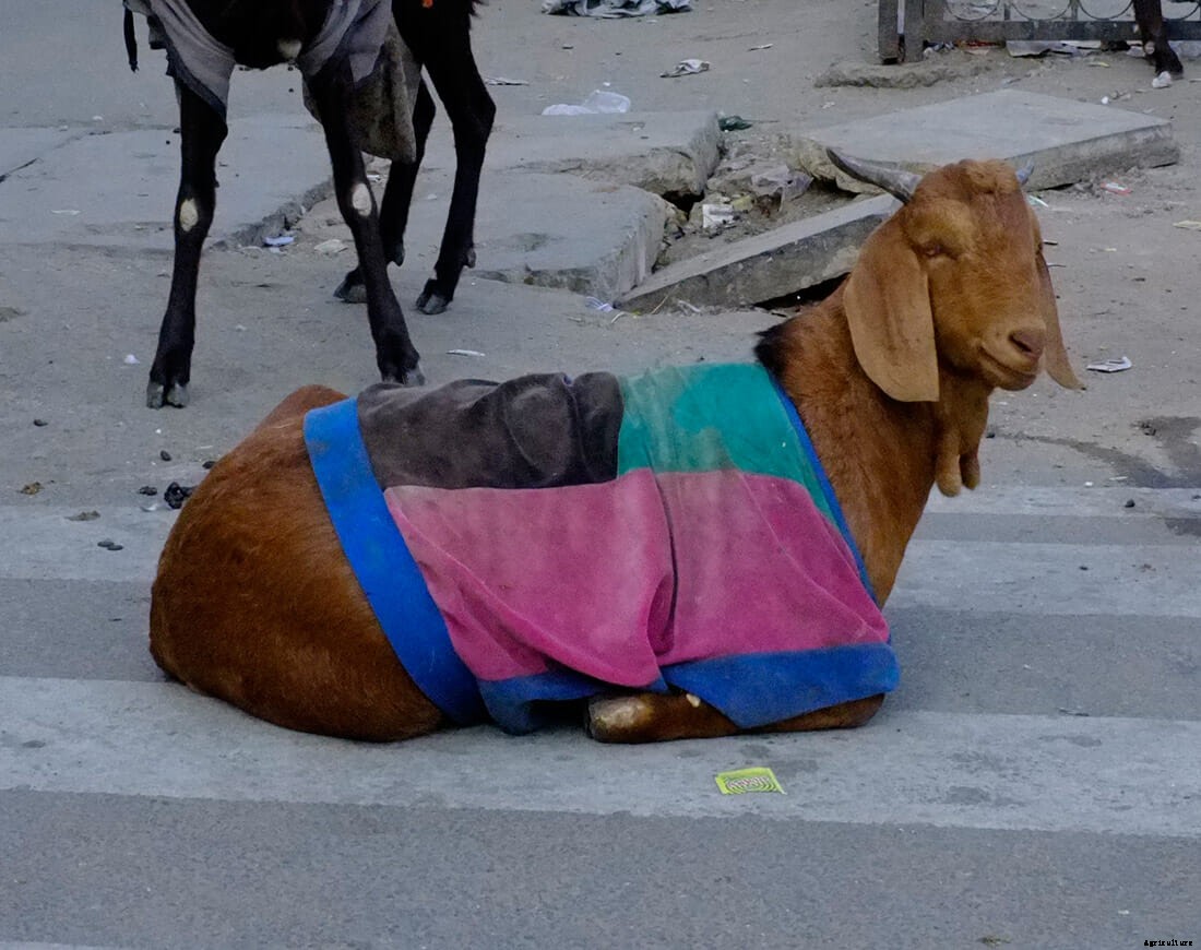 Photo Essay: Goats in Sweaters