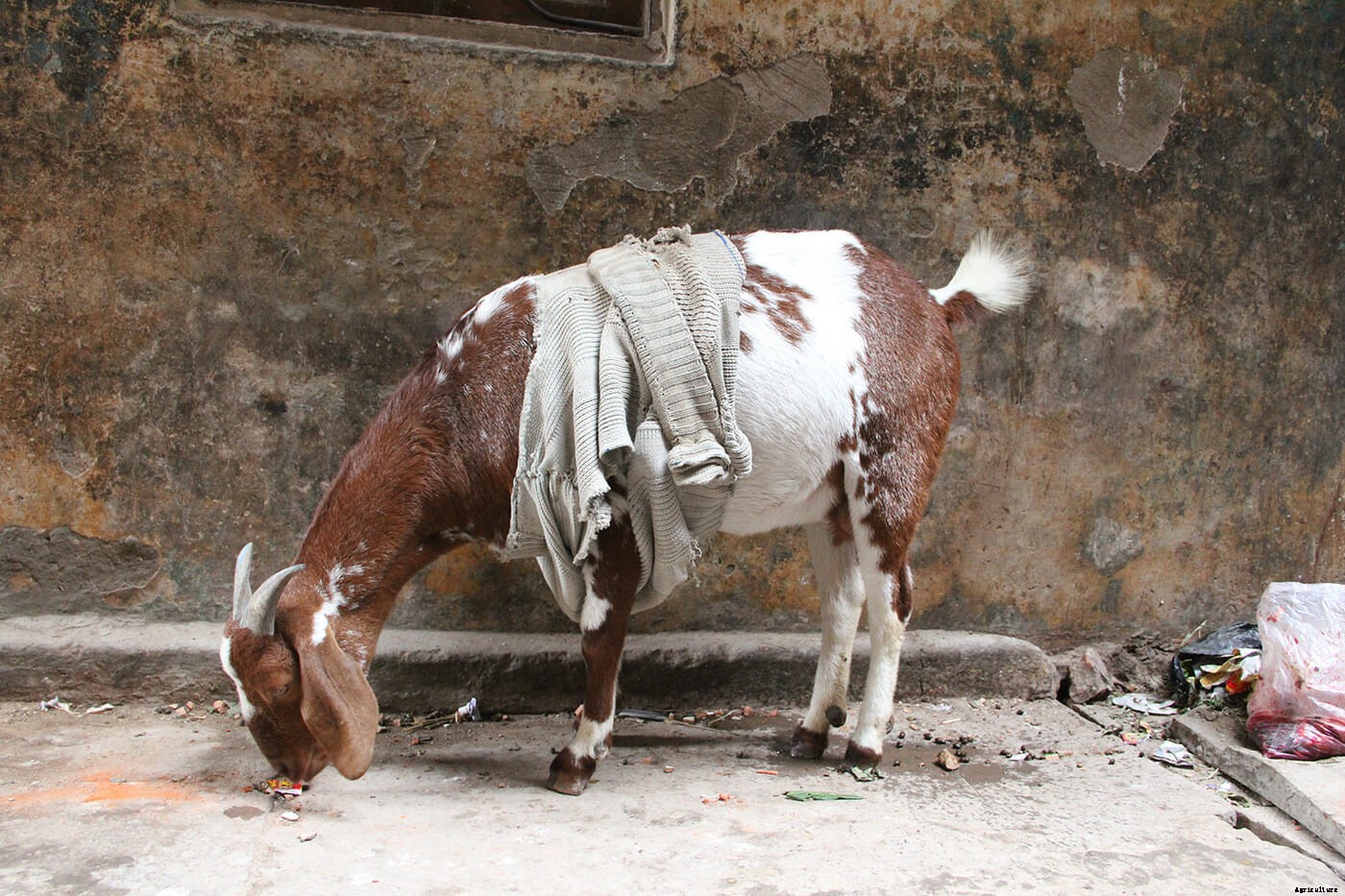 Photo Essay: Goats in Sweaters