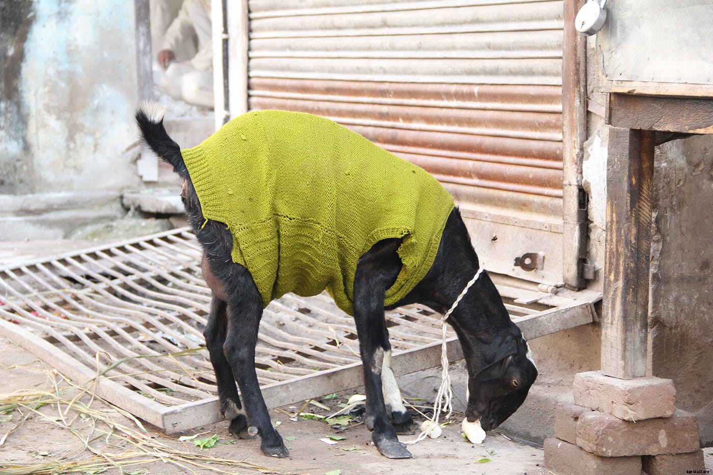 Photo Essay: Goats in Sweaters