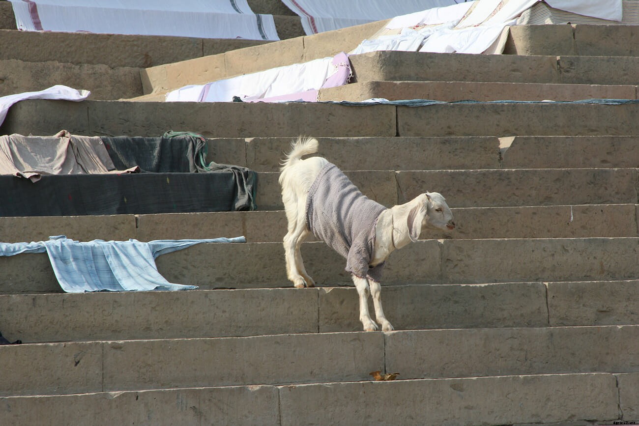 Photo Essay: Goats in Sweaters