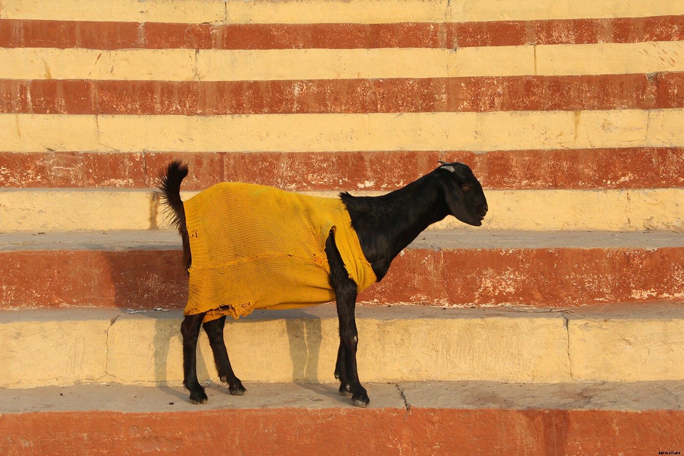 Photo Essay: Goats in Sweaters