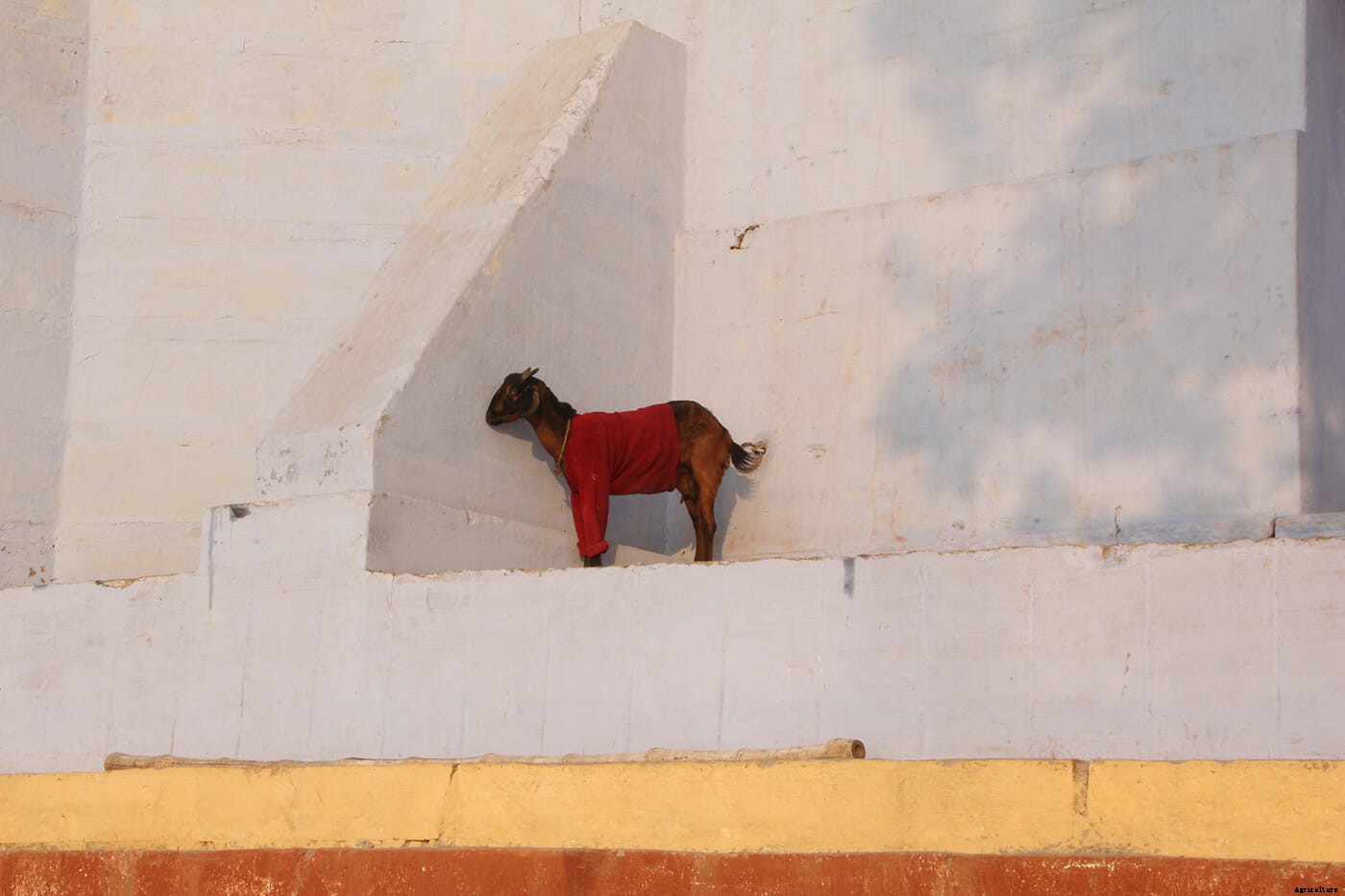 Photo Essay: Goats in Sweaters