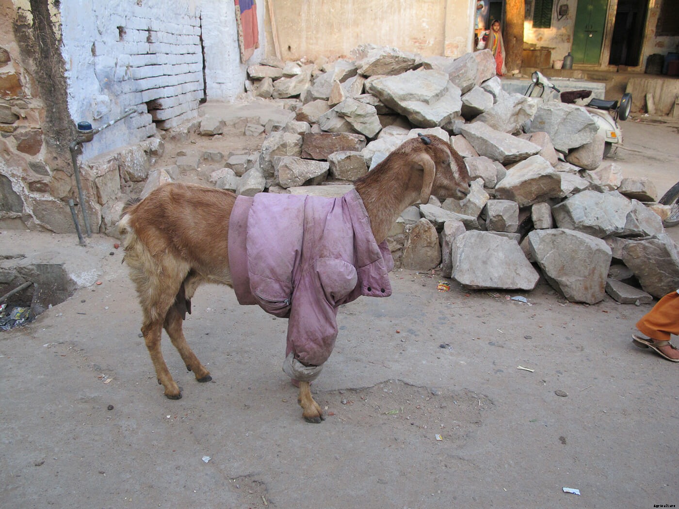Photo Essay: Goats in Sweaters