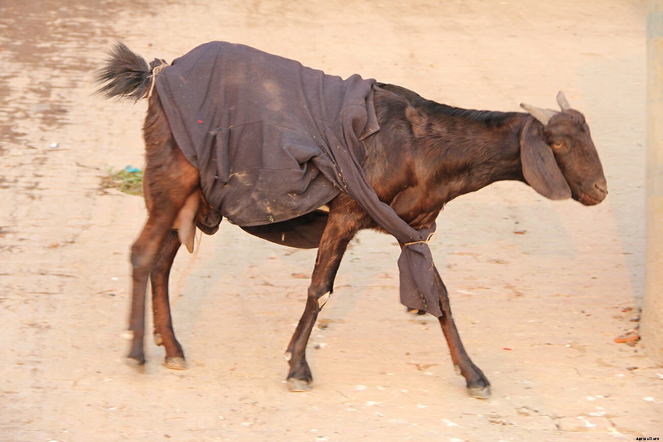 Photo Essay: Goats in Sweaters
