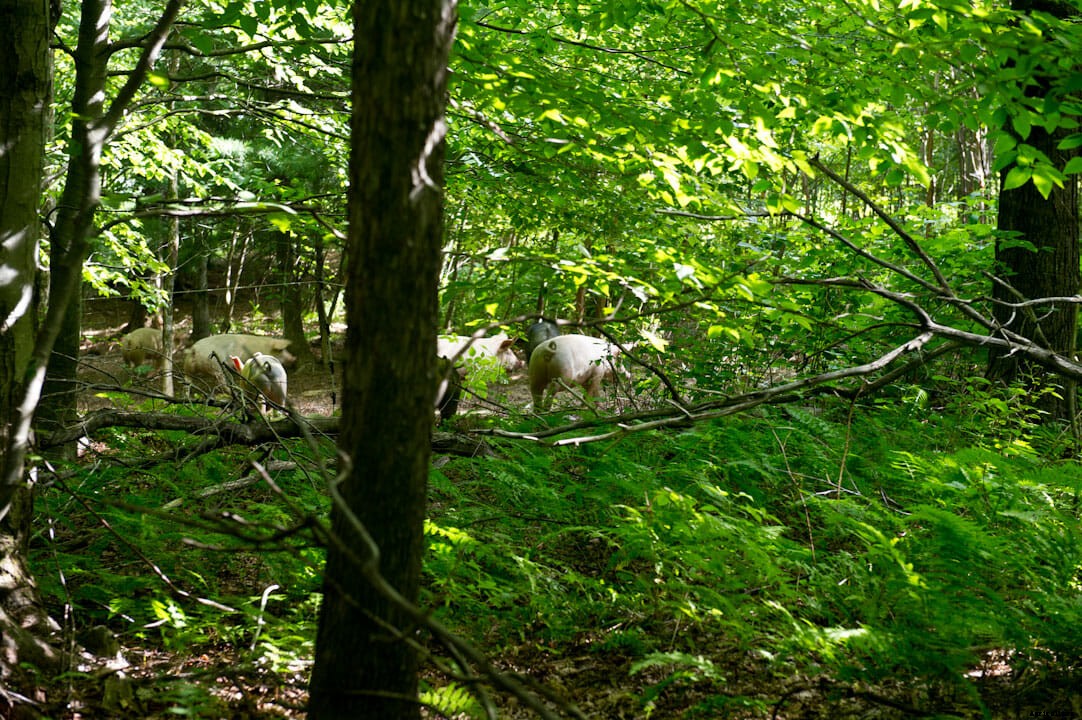 Hog Wild: Raising Instinctual Pork